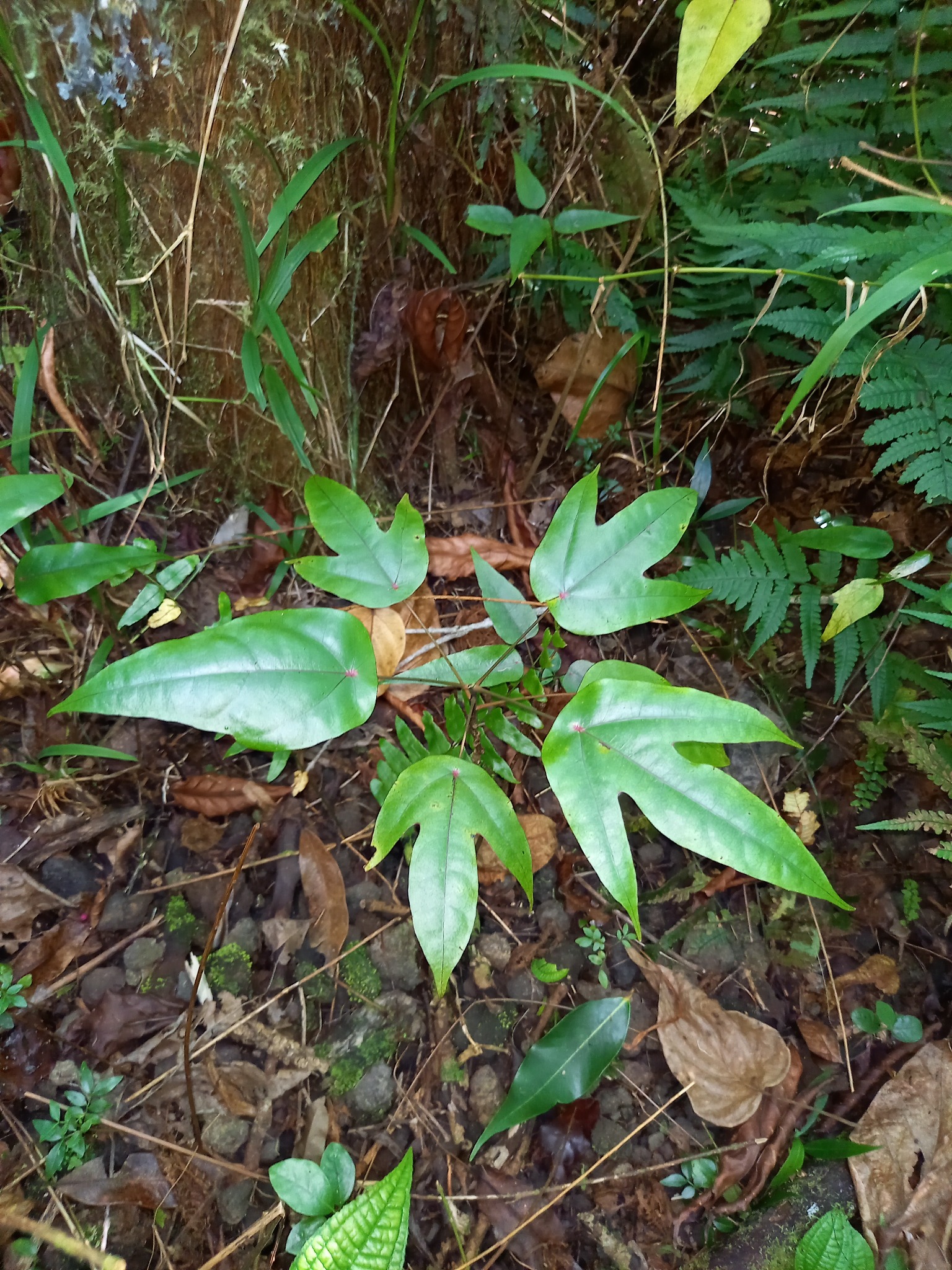 Bwa blanc — photo de terrain