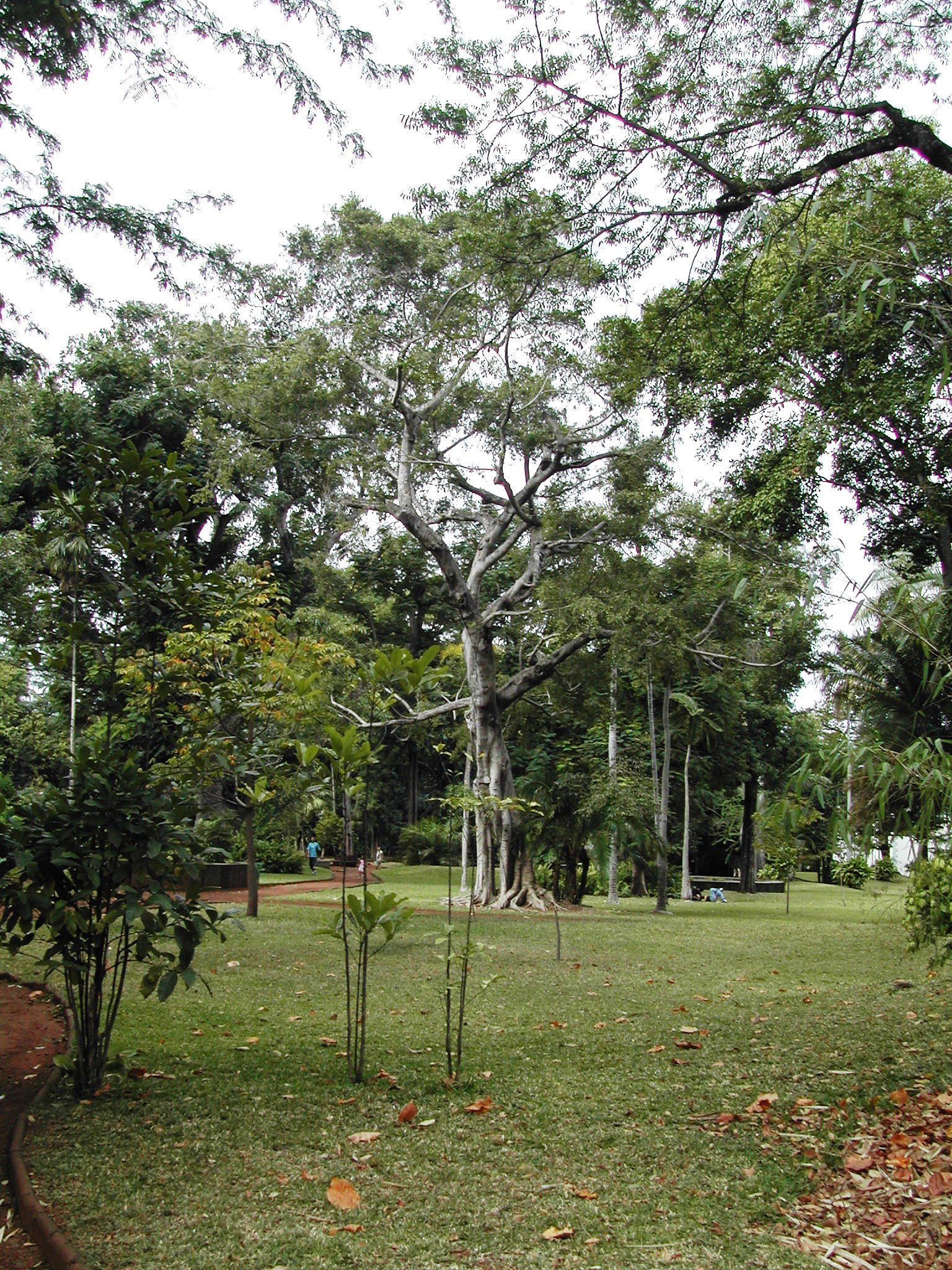 Allée intérieure du Jardin de l’État, photographiée par Thierry Caro en 2005.
