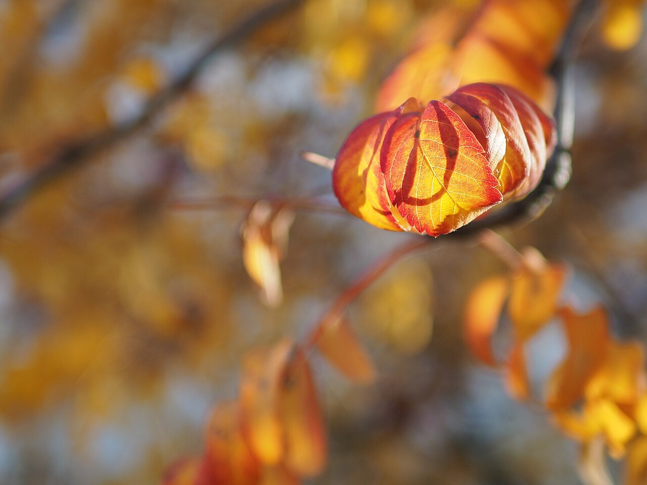 Feuilles de citrouille