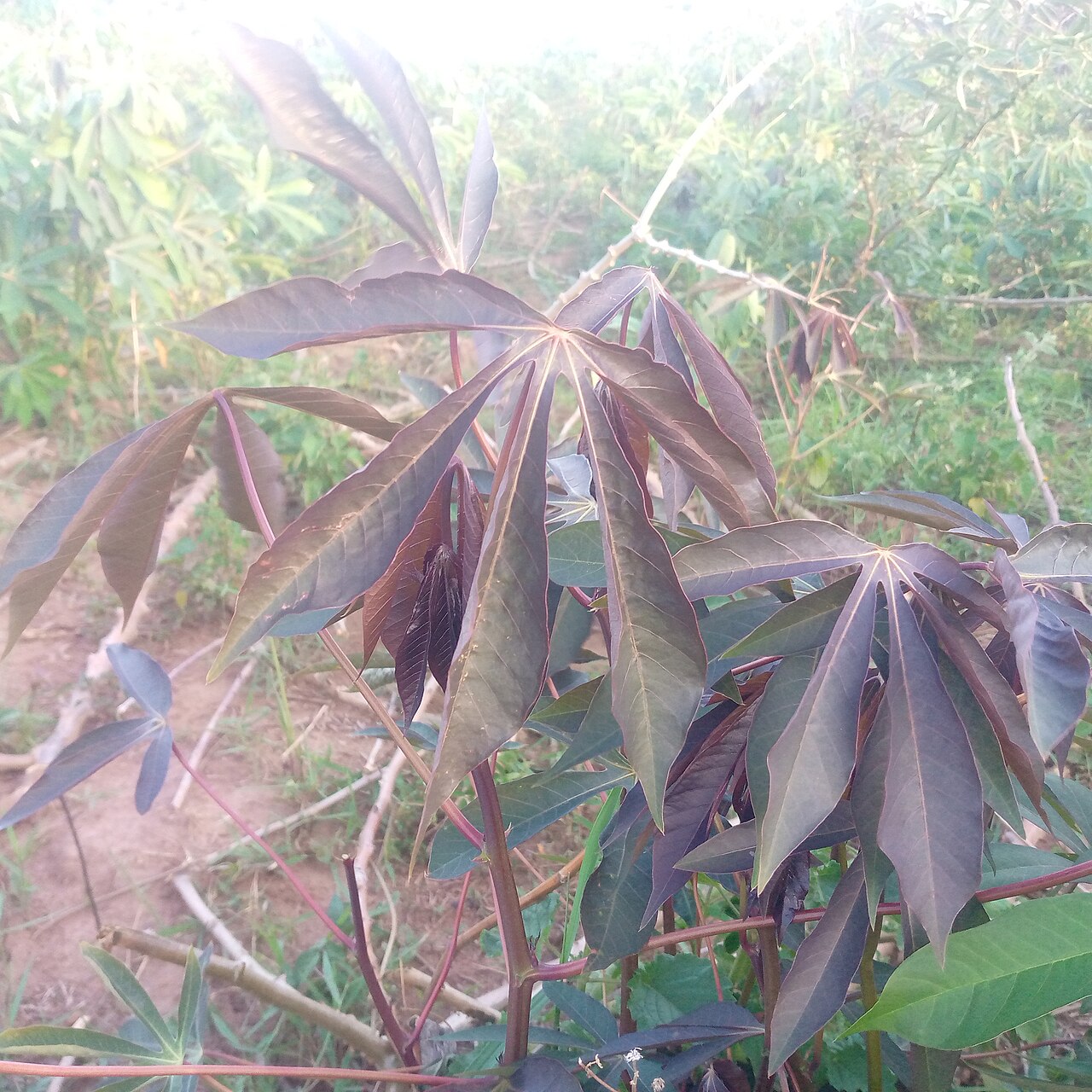 Feuillage palmé d’un plant de manioc, pas le plat