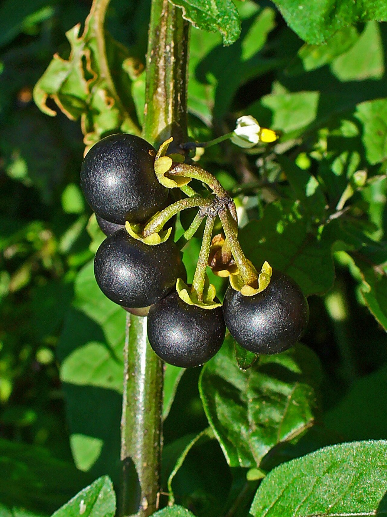 Plant de morelle