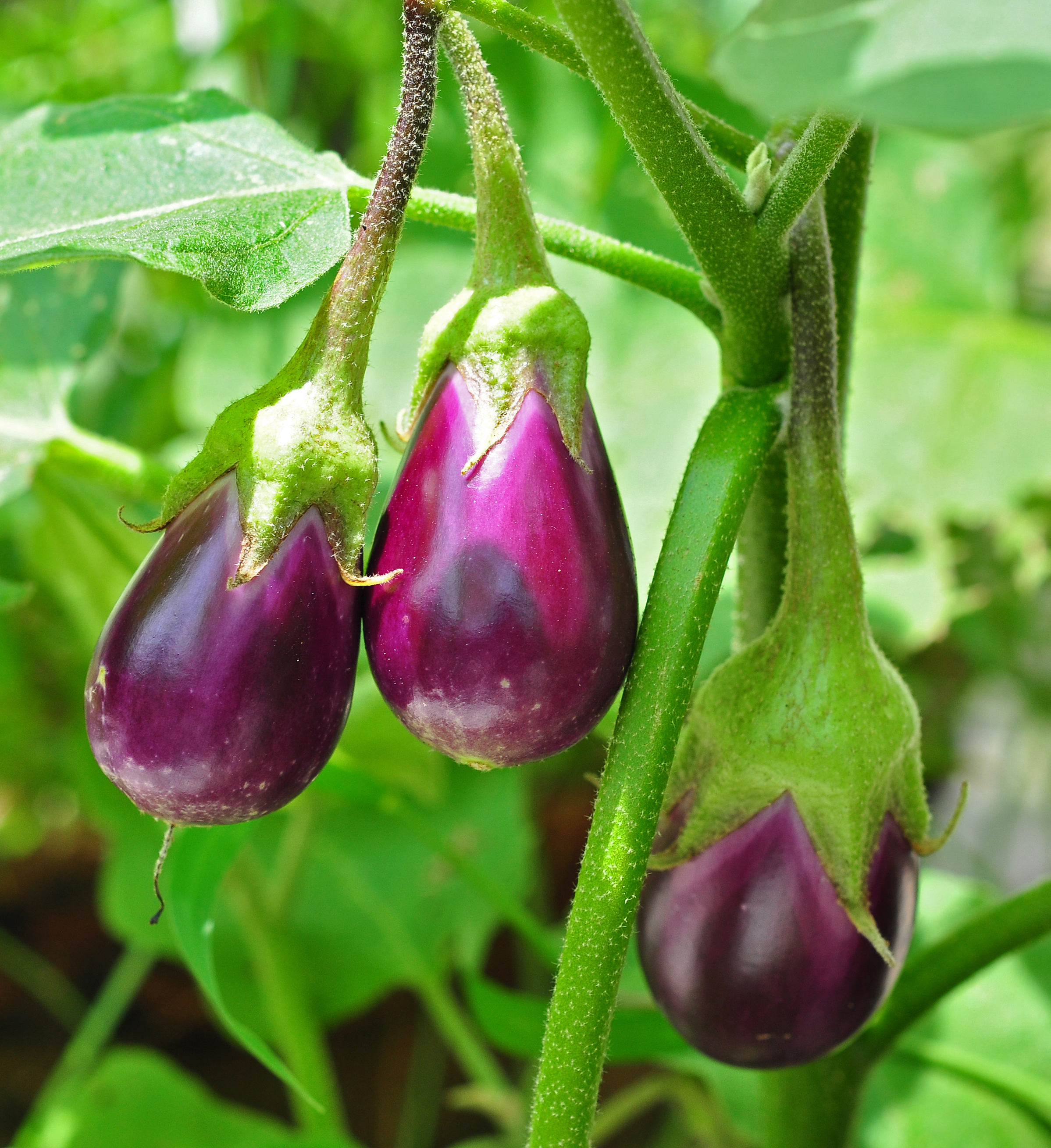 Fruits de bringelle sur le plant, pas un rougail