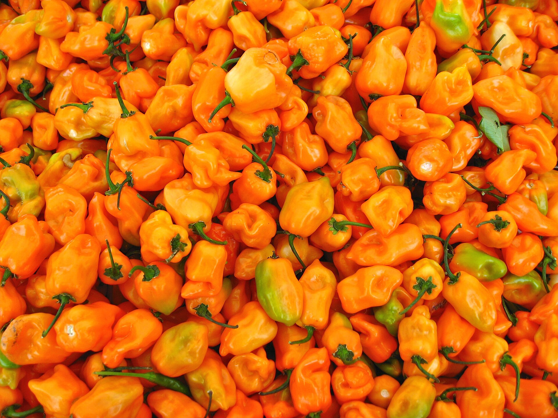 Gros piment