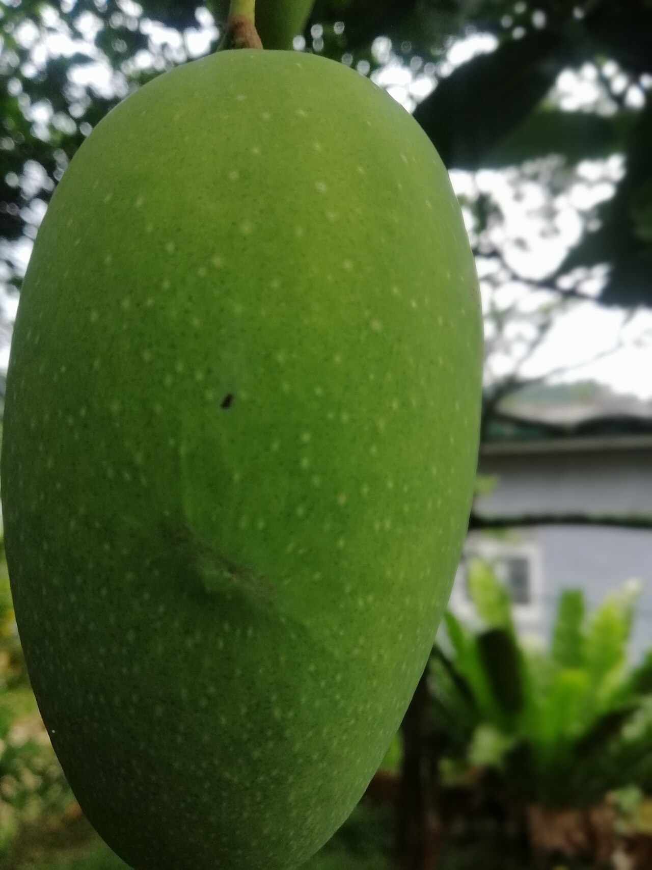 Mangue verte sur l’arbre, pas le rougail