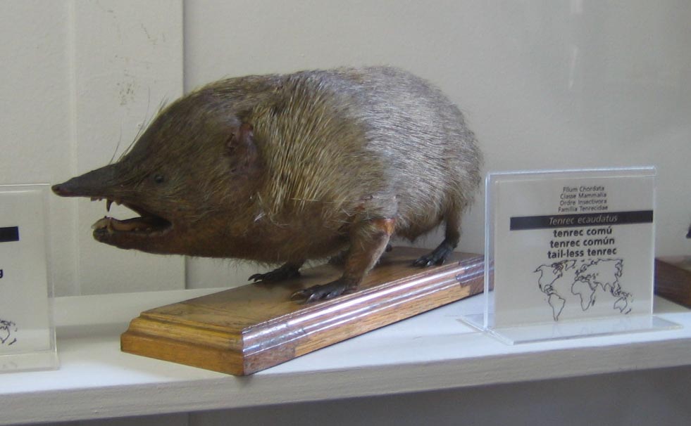 Spécimen naturalisé, étiquette Tenrec ecaudatus. Pas le plat.